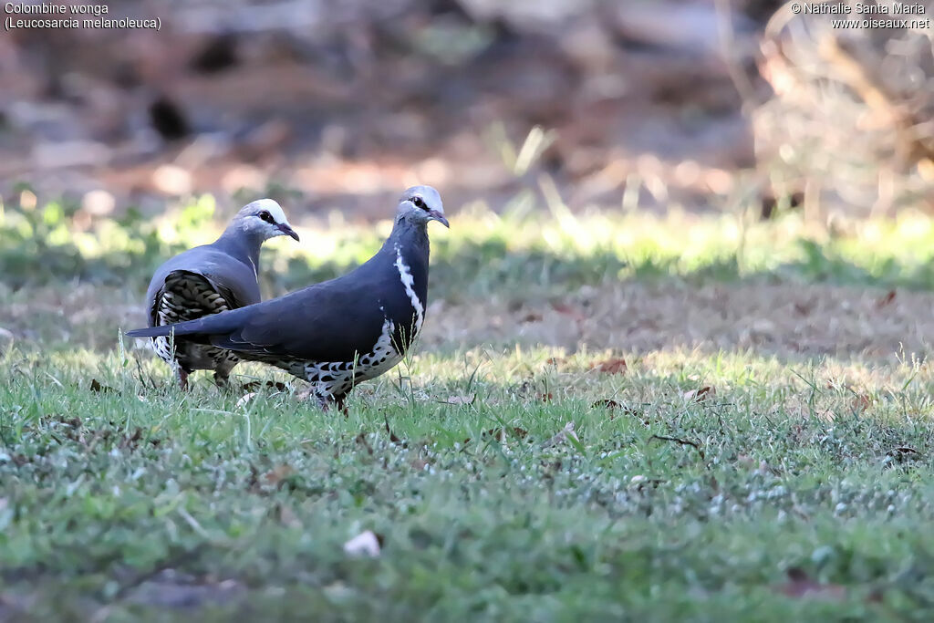 Wonga Pigeonadult, habitat