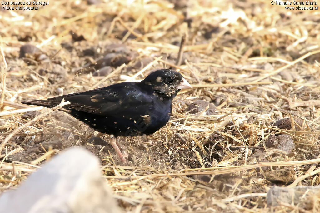 Combassou du Sénégal mâle adulte nuptial, identification, habitat