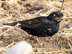 Village Indigobird