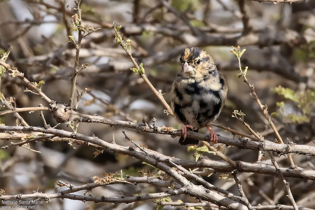 Village Indigobird male adult transition, identification