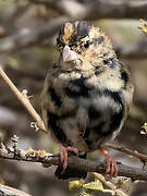 Village Indigobird