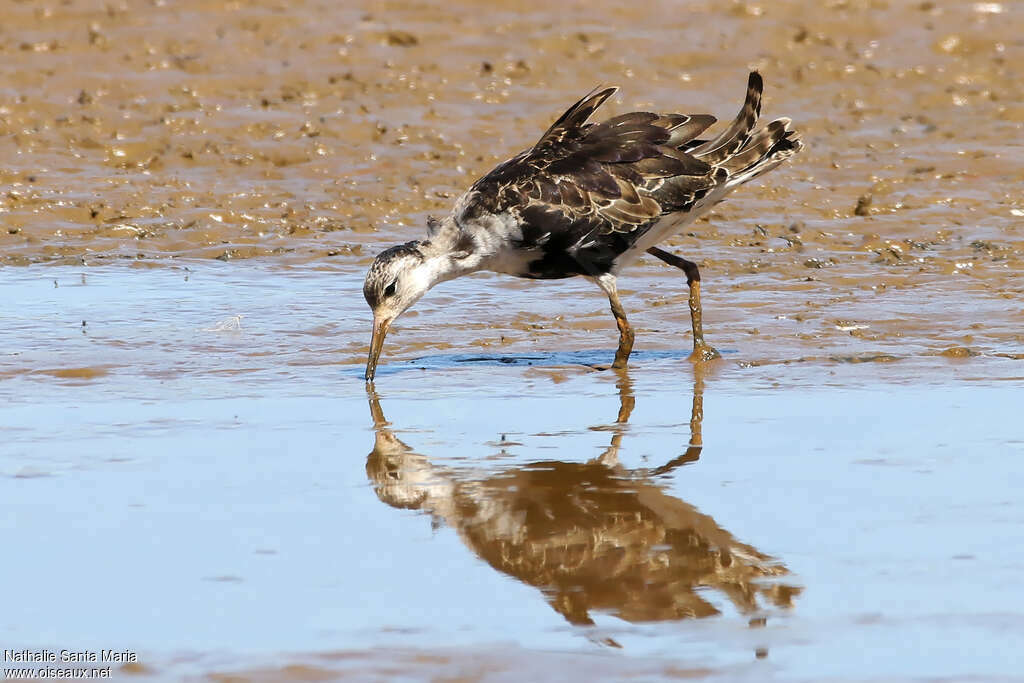 Combattant varié mâle adulte transition, identification, marche, mange