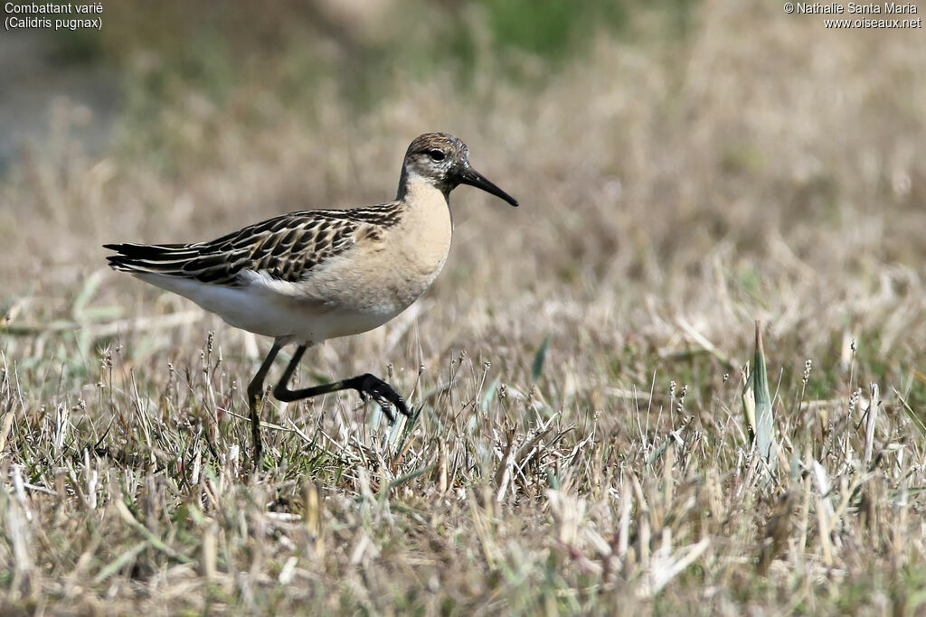 Combattant variéjuvénile, identification, habitat, marche