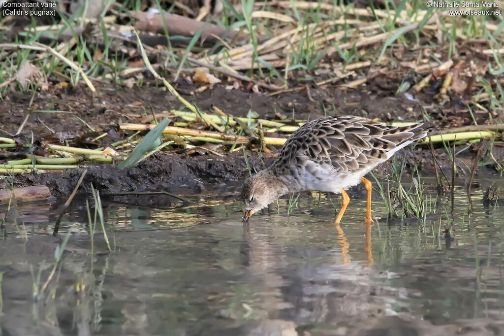 Combattant varié, identification, habitat, marche