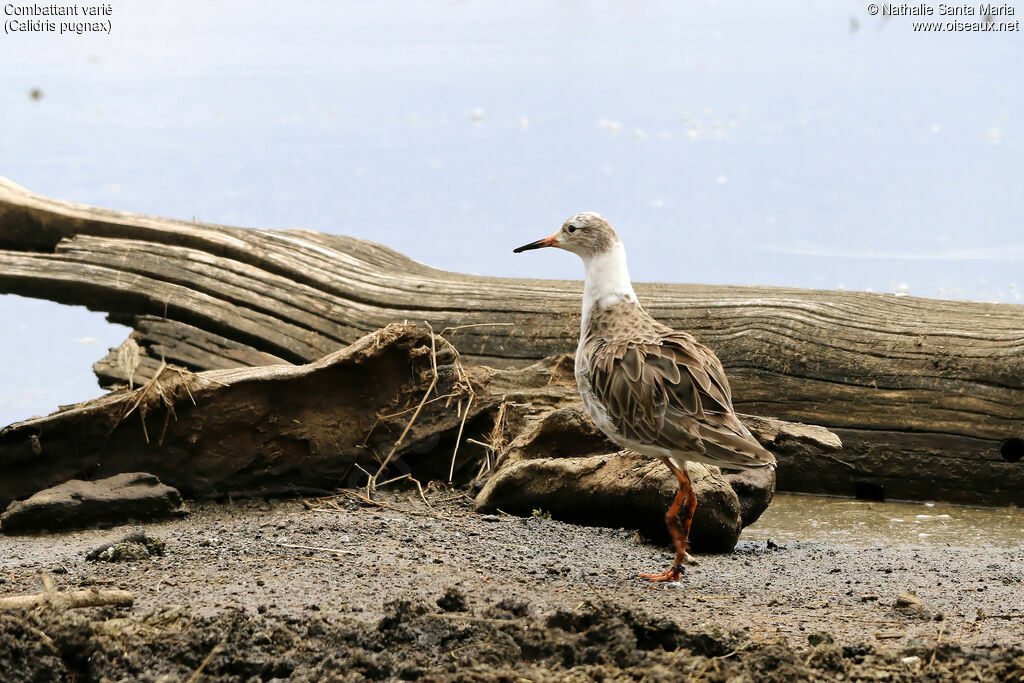 Ruffadult post breeding, identification, habitat, walking