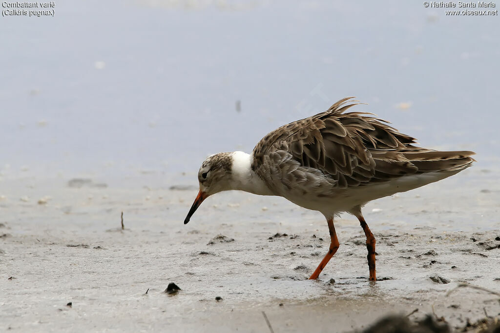 Ruffadult post breeding, identification, habitat, walking