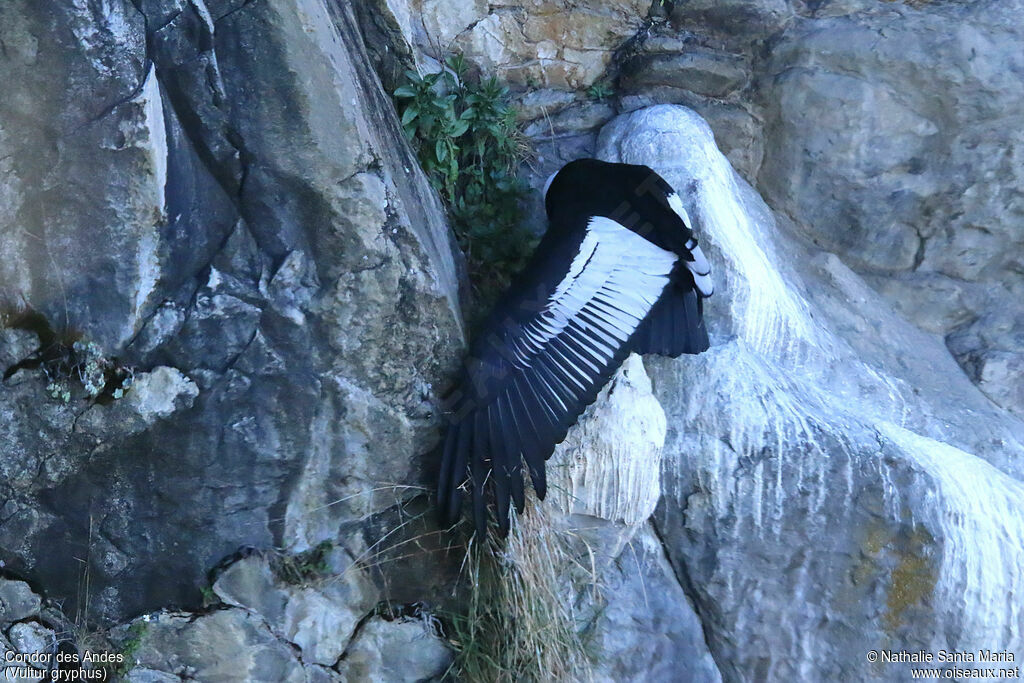 Condor des Andesadulte, identification, Comportement