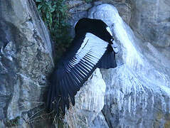 Andean Condor