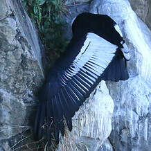 Condor des Andes