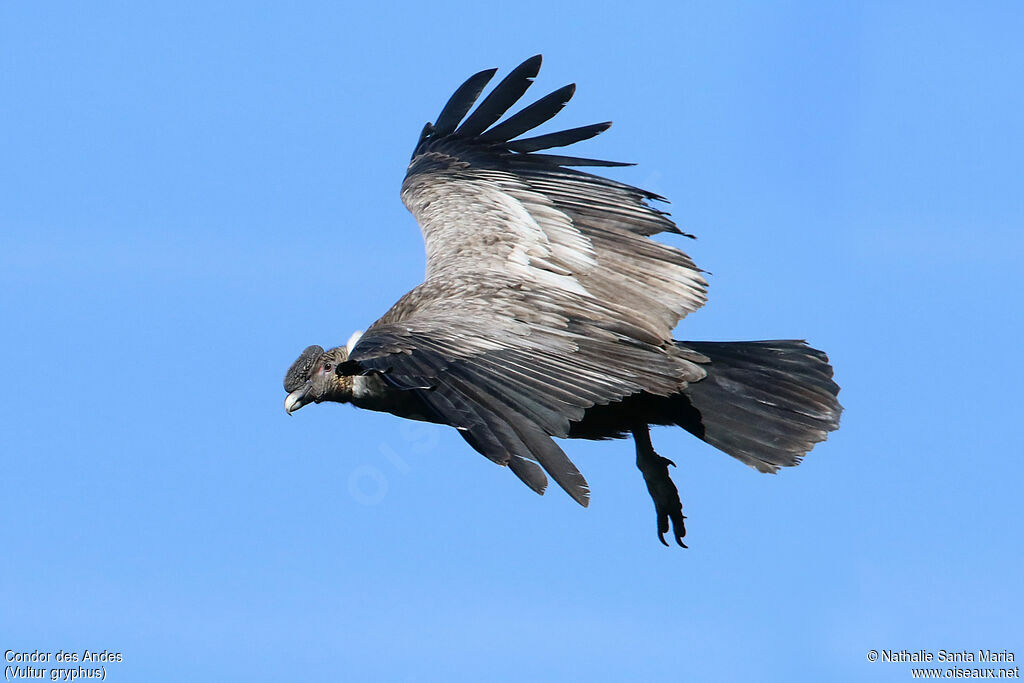 Andean Condorimmature, Flight