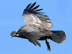 Condor des Andes