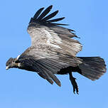 Condor des Andes