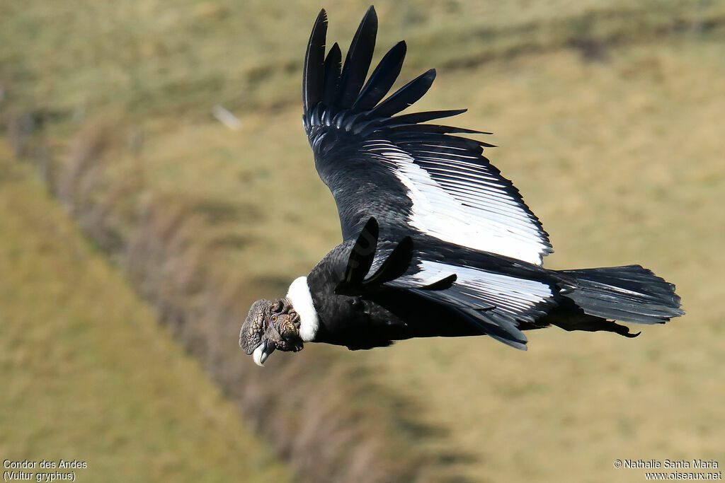 Condor des Andesadulte, Vol