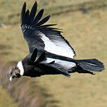 Condor des Andes