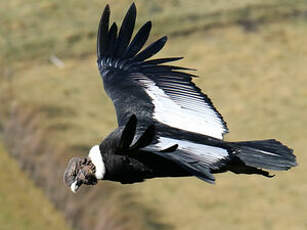 Condor des Andes