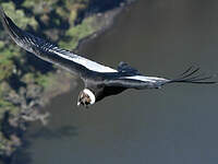 Condor des Andes