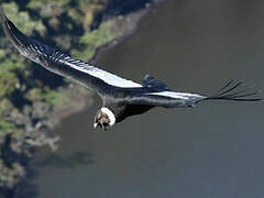 Andean Condor