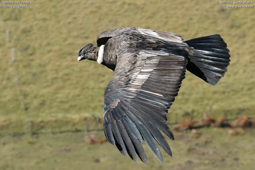 Condor des Andessubadulte, Vol