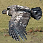 Condor des Andes