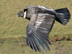 Condor des Andes