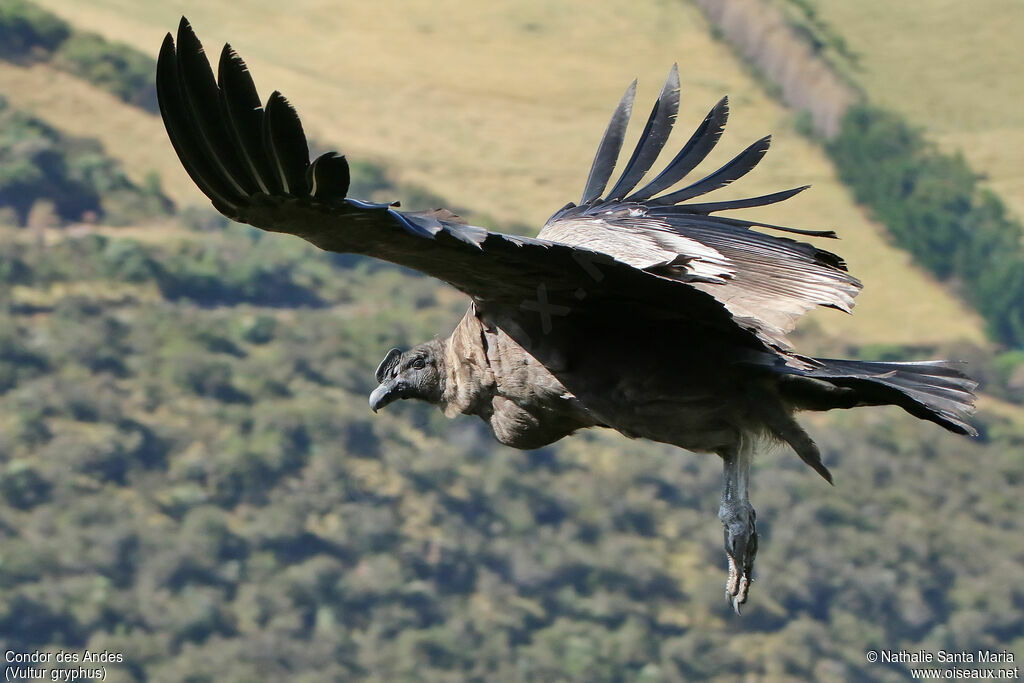 Condor des Andesimmature, Vol