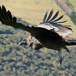 Condor des Andes