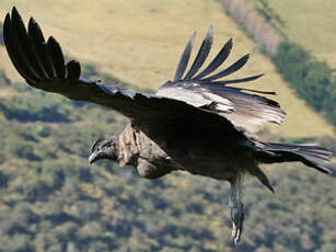 Condor des Andes