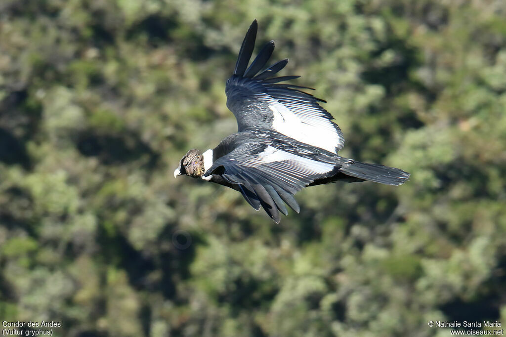 Andean Condoradult, Flight