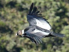 Condor des Andes