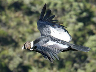 Condor des Andes