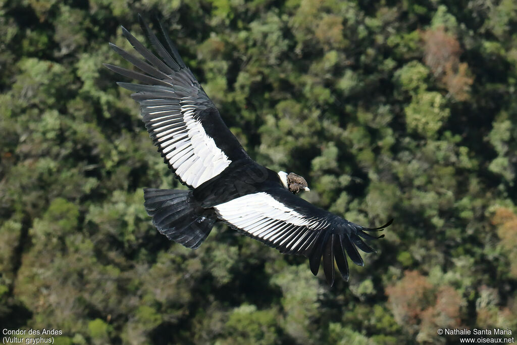 Andean Condoradult, Flight