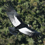 Condor des Andes