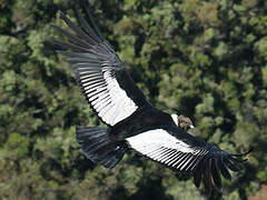 Condor des Andes