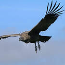 Condor des Andes