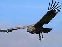 Condor des Andes