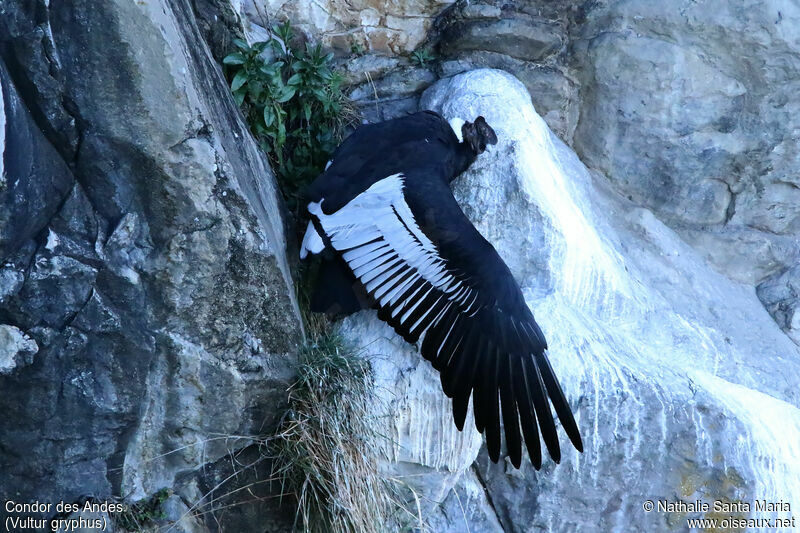Condor des Andesadulte, identification, Comportement