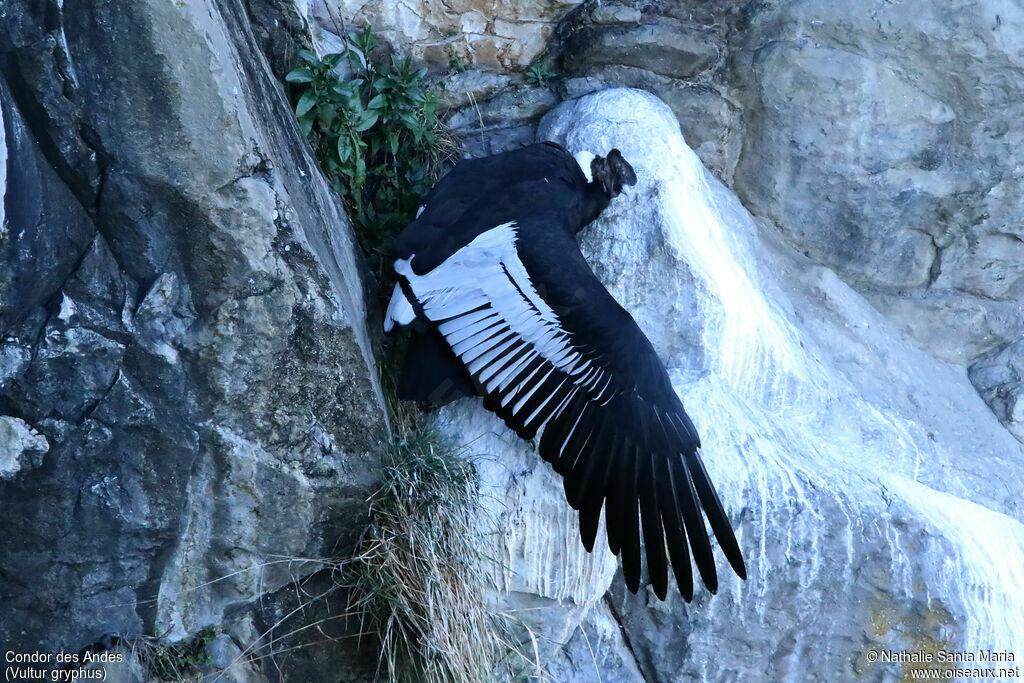 Andean Condoradult, identification, Behaviour