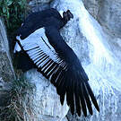 Condor des Andes