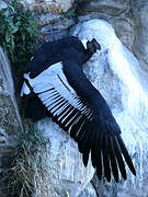 Andean Condor