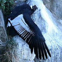 Condor des Andes