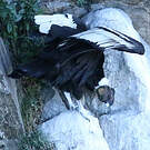 Condor des Andes