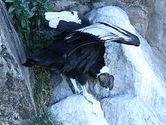 Condor des Andes