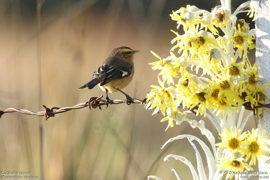 Cinereous Conebillimmature, identification