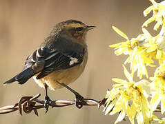 Cinereous Conebill