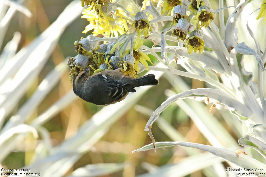 Cinereous Conebilladult, feeding habits, clues