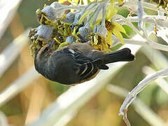 Cinereous Conebill