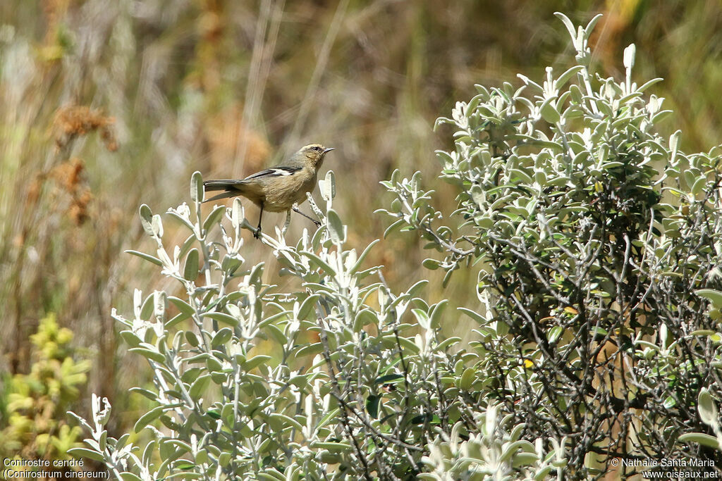 Conirostre cendréadulte, habitat, pêche/chasse