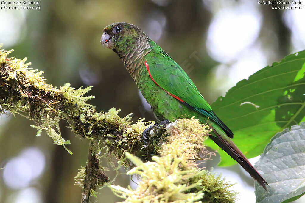 Conure de Souancéadulte, identification, mange