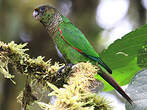 Conure de Souancé