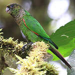 Conure de Souancé